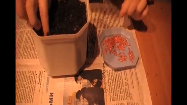 Сажаем огурец Парижский корнишон с 3 х лет. Сад и огород Выпуск 007 смотреть онлайн