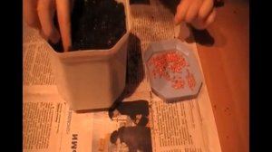 Сажаем огурец Парижский корнишон с 3 х лет. Сад и огород Выпуск 007