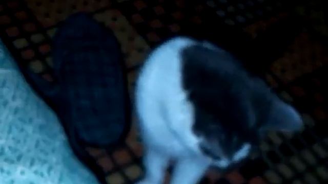 Шок!!! У кошки светятся глаза))) смотреть онлайн