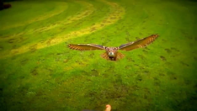 Полет совы, живые обои. Красивое видео смотреть онлайн