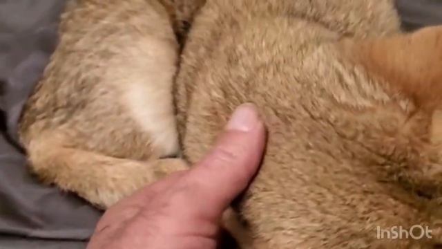 Offended cat. british cat golden chinchilla. 2023.Обиженный кот.Британский кот.2023. смотреть онлайн