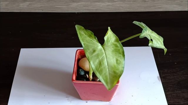 Syngonium care - A comprehensive guide on growing Syngonium or Arrow Head plant смотреть онлайн