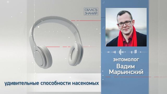 Удивительные способности насекомых. Лекция энтомолога Вадима Марьинского смотреть онлайн