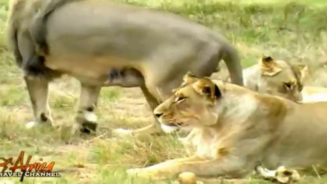 Lions Mating смотреть онлайн