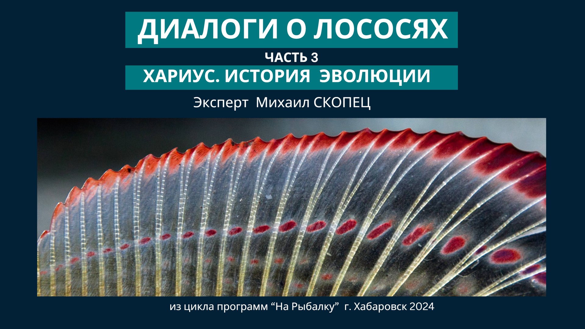 Диалоги о лососях. Часть 3. 
Эволюция хариуса