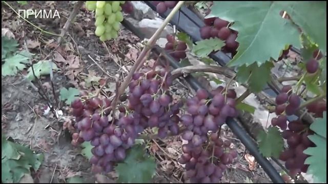 Снежок, Упругий,Блестящий, Черная Вишня,Прима, Пульсар,Да Винчи, Полонез-50, Зорянка. смотреть онлайн