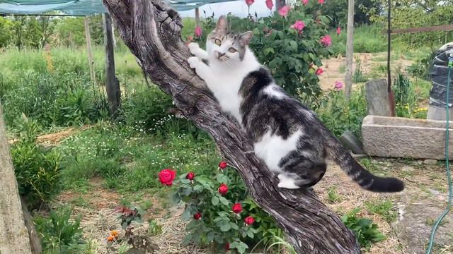 1M Seedlings, An Injury & Smudge working on the Patio | 15 May 2023 смотреть онлайн