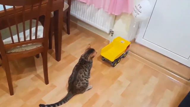 Кот Лео играет с воздушным шариком! Смешной бенгальский кот