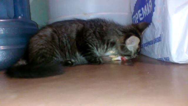 голодный дикий кот ( полукровка мейн-кун) смотреть онлайн