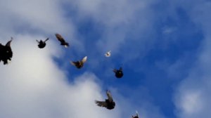 Николаевские голуби.Крым.В гостях у Анатолия в Стахановке.