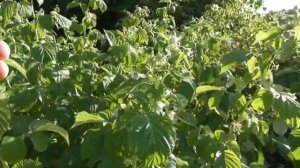 Ягод навалом. Летнее мульчирование ремонтантной малины. Сорт Джоан Джей (Joan J)