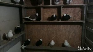 Пермские Голуби (Продам)