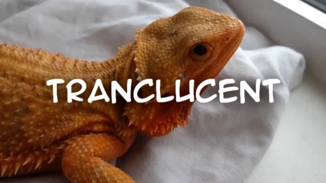 Морфы Бородатых Агам часть1 \ NORMAL \ TRANCLUCENT \ HYPOMELANISTIC смотреть онлайн