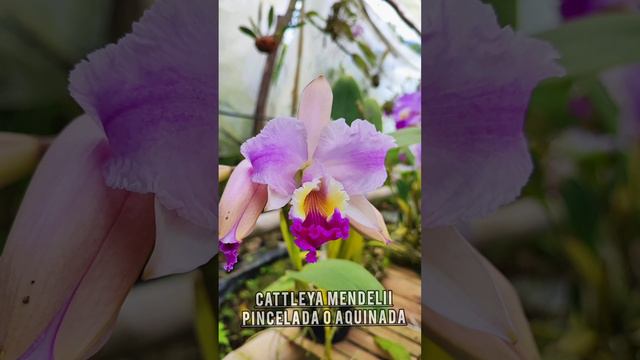 Cattleya Mendelii