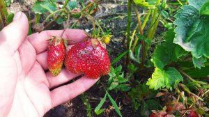 Земклуника Купчиха, самая сладкая клубника Купчиха в моем саду, первые впечатления
