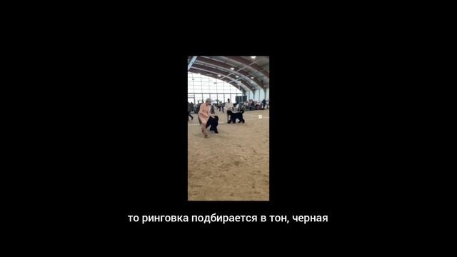 РИНГОВКА. ОШЕЙНИК. ВЫСТАВКИ. ПОВЕДЕНИЕ СОБАКИ смотреть онлайн