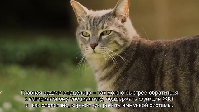 Причины и лечение неинфекционной диареи у собак смотреть онлайн