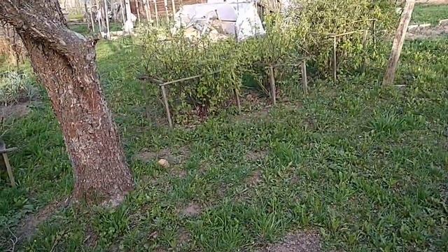 А у нас в деревне май ! Грядки поливай ,ниву кувырдай ,цветы сажай да видео снимай .