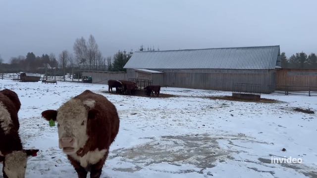 Зачем мы делим скот #герефорд #корова #бык #ферма #животные #возраст #группа #сельскоехозяйство #кф смотреть онлайн