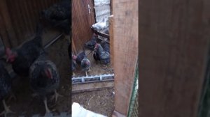 Доминанта Д 104, Д 109 и Д 959 внешний вид и вес в 3 месяца