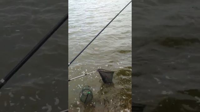 Рыбалка 2016 г. Егорьевский рыбхоз. Карп смотреть онлайн