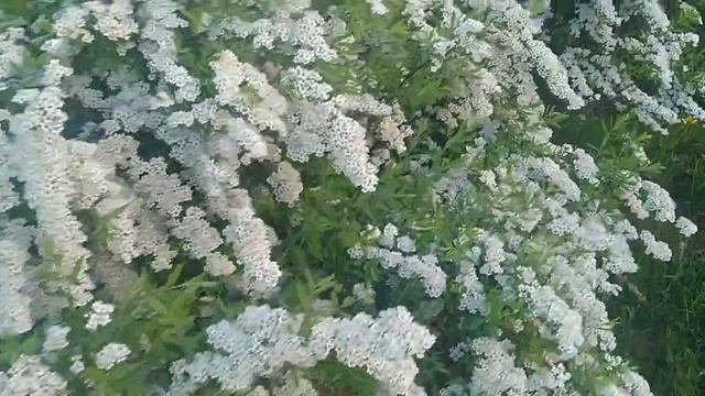 17 МАЯ/17 ТРАВНЯ/MAY 17 Кусты спиреи/Кущі спіреї/Spirea bushes #Москва #весна #май #спирея смотреть онлайн
