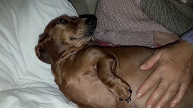 Биременная собака Мегги храпит смотреть онлайн