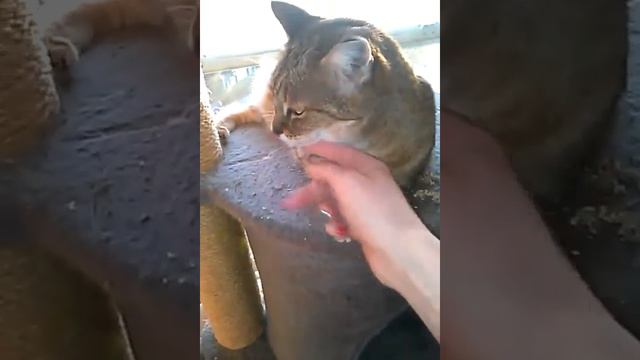 Selket, beautiful F2 Chausie смотреть онлайн