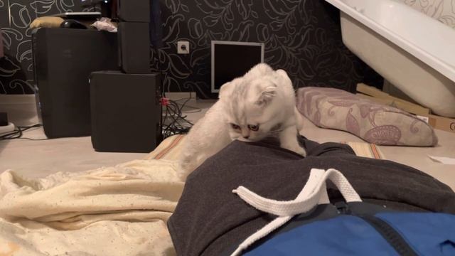 купил шотландского котёнка смотреть онлайн