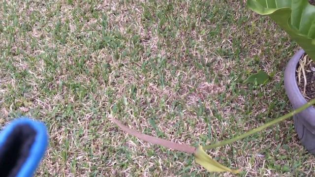 AN589 - Birdnest Anthurium - Anthurium Hookeri - December 16, 2020 смотреть онлайн