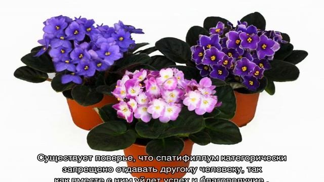 Как называется цветок любви комнатный приносящий в дом счастье смотреть онлайн