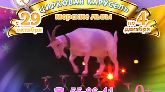 Кострома. Морские львы. Ноябрь 2016 смотреть онлайн