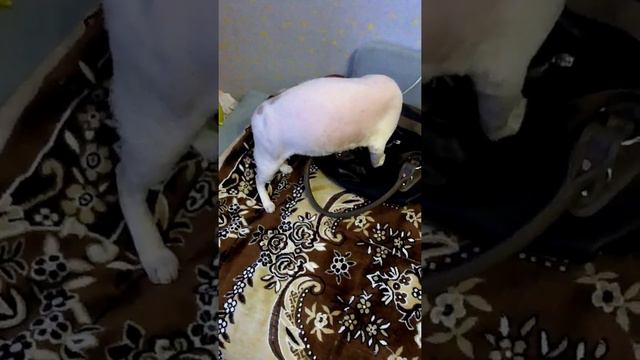Кошка поймана с поличным смотреть онлайн