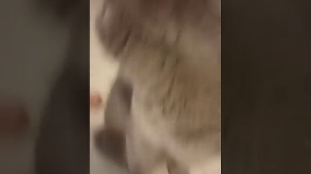 как ухаживать за британским котом. смотреть онлайн