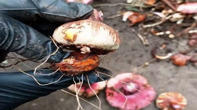 Как подготовить гладиолусы к зимнему хранению смотреть онлайн