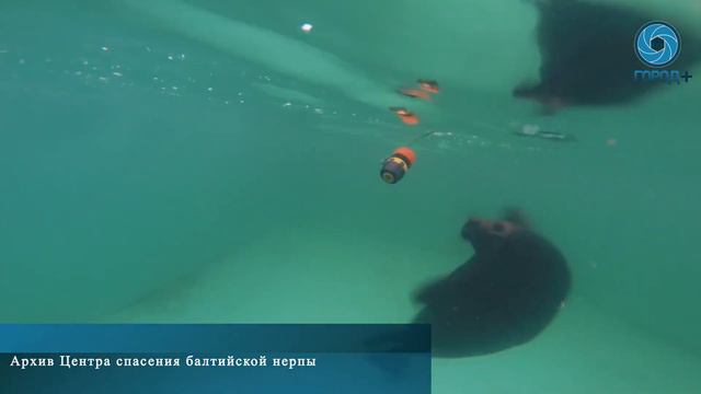 В гости к Крошику: как живет любимец петербуржцев смотреть онлайн