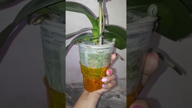 Орхидеи , продажа 🌸Цветочек🌸 P. Amabilis ' Tia Wu' первое домашнее цветение,полный роспуск смотреть онлайн