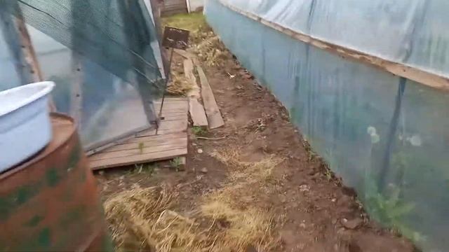 Клубника сорт АЗИЯ смотреть онлайн