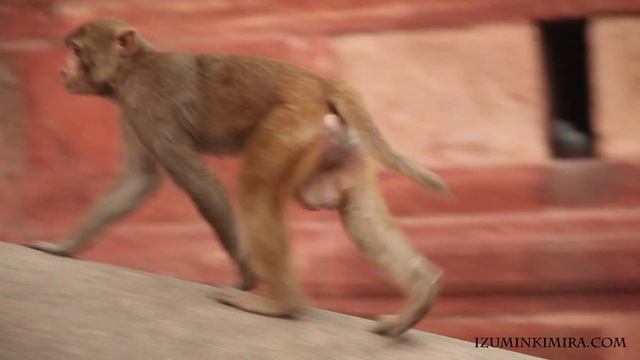 Город Агра. Тадж-Махал и форт.mpg смотреть онлайн