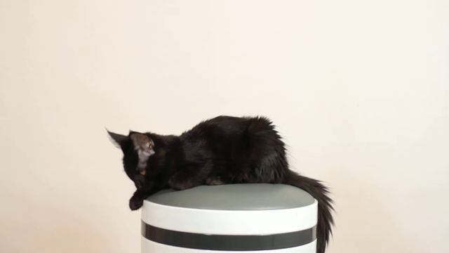 Мейн кун Kita Grey Claw`s 3,5 месяца смотреть онлайн