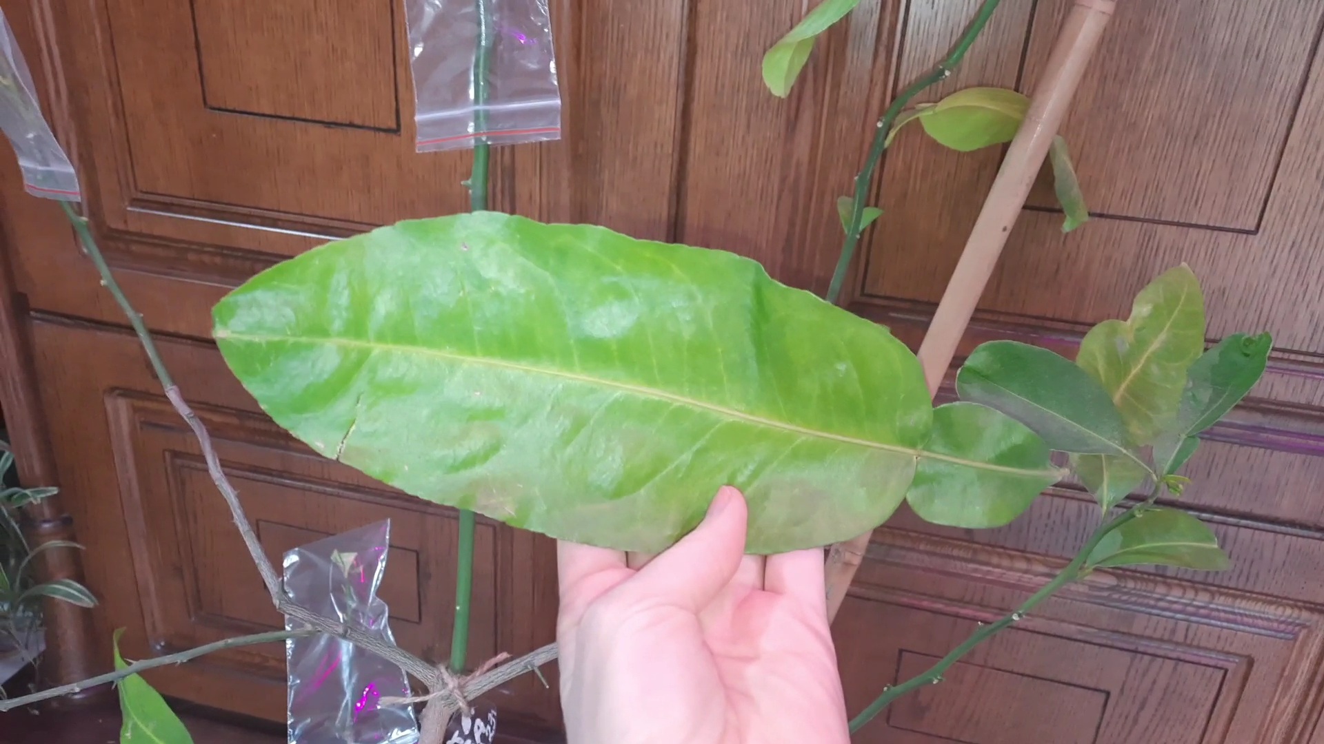 Мой домашний лимон Ичанг Шангуан.