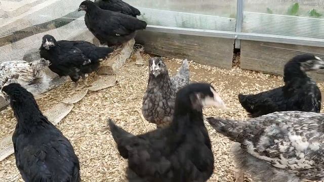 Цыплята доминантов. Эксперимент. Промежуточный итог. смотреть онлайн