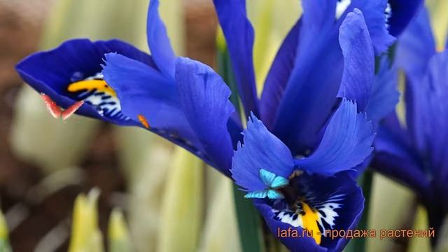 Ирис обыкновенный сетчатый Гармония ? обзор: как сажать, луковицы ириса сетчатый Гармония смотреть онлайн