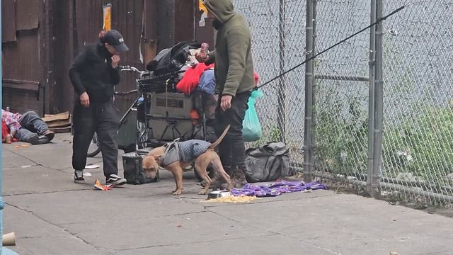 Couple In Kensington & Their Loving Dog, This Smart Pitbull Is Looking Attention And The Result Is..