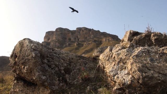 Кормлю голубей пшеном, (нет). смотреть онлайн