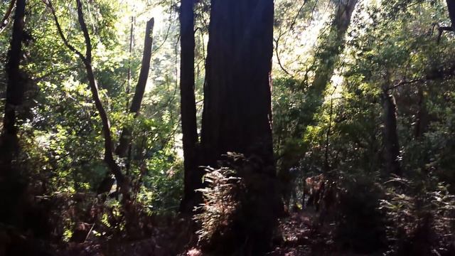 калифорнийские секвойи. видео 2 смотреть онлайн