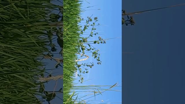 Лопух смотреть онлайн