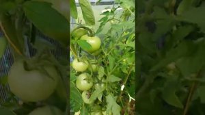 Обзор томатов Хали-гали, Демидов, Роза ветров на 06.07.2021 г.