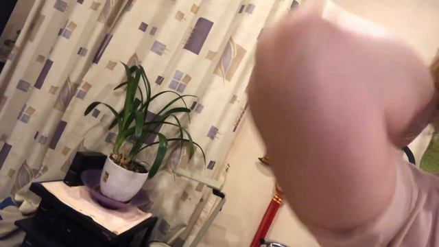 Кот наблюдает за попугаем, Буш занял свое любимое место для выступлений🐈🦜 смотреть онлайн