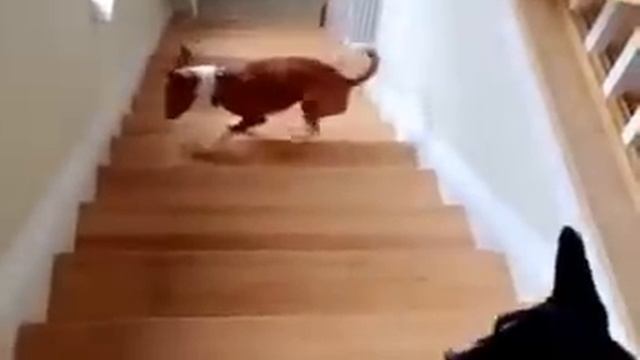 Задом наперед ходячая собака. смотреть онлайн